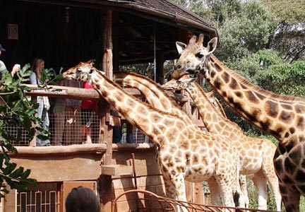 Giraffe Centre