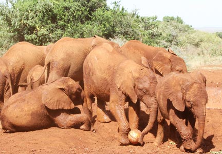 David Sheldrick Wildlife Trust